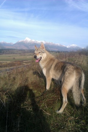 čsv, československý vlčiak, vlčiak  ČSV